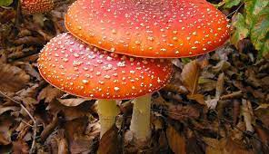 Pin On Amanita Muscaria