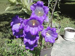 Purple Canterbury Bells Beautiful Flowers Flowers Purple