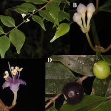 Image result for Memecylon sp. C