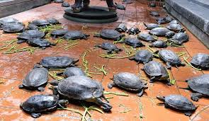 台南玉井一日遊 來芒果故鄉玉井旅遊必備玉井芒線中 一手掌握玉井觀光資訊 金大佛的奪門而出家日誌 欣傳媒旅遊頻道