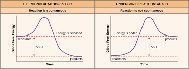 Free Energy Endergonic Vs Exergonic Reactions Article