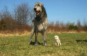 Need need a good laugh watch an alaskan malamute in action. Grosste Hunderasse Der Welt Kennst Du Diese Rassen