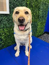 Tantzie First PGB, Best Special Beginner Dunstan Third Puppy Dog.