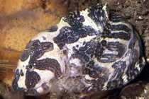 Image result for Liparis mulindana