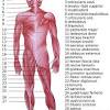 How about the muscles of the head. 1