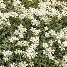 Image result for Cerastium tomentosum