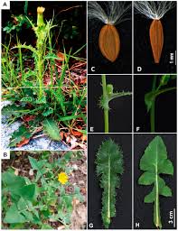Image result for Sonchus oleraceus