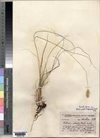 Image result for Setaria incrassata