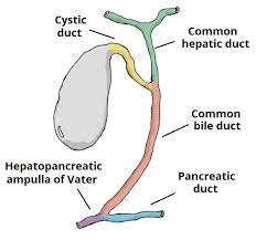 Biliary atresia is a rare disease of the liver and bile ducts that occurs in infants. The Gallbladder Biliary Tree Gallstones Teachmeanatomy