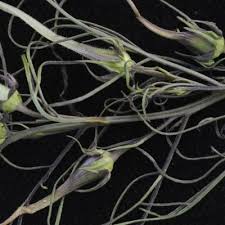 Image result for Rhamphicarpa brevipedicellata