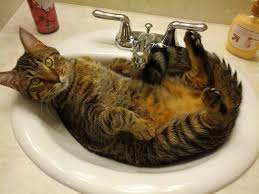 why do cats sleep in bathroom sinks