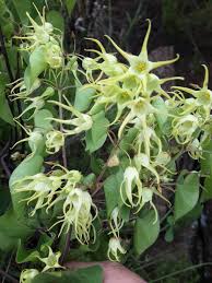 Image result for Riocreuxia