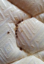 Check spelling or type a new query. Punaise De Lit Matelas Que Faire Pour S En Debarrasser