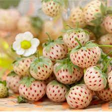 Plant once, harvest for years: Aloha Squak Mt Greenhouses Nursery