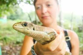 Reptile Vet Near Me: Exotic Veterinarian List by State