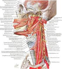 It not only supports the brain in its quest against gravity, but supplies the passageways from the brain to the entirety of the body. Dissecting A Human Head Through Anatomical Illustrations Human Body Anatomy Anatomy Of The Neck Anatomy Images