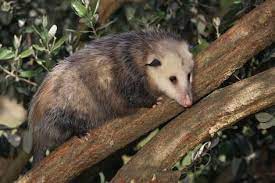 Virginia Opossum In Tree Photographic Print Dlillc Art Com Possum Opossum Animals