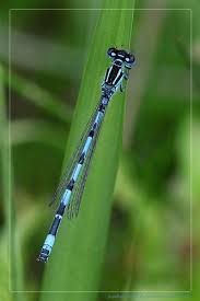 Black And Blue Widow Skimmer Dragonfly Southern Damselfly Coenagrion Mercuriale Damselfly Insect Photography Pictures Of Insects