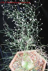Image result for Schizobasis intricata