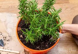 Image result for rosemary container