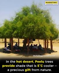 Image result for Salvadora persica