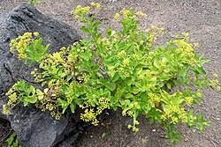 Image result for Nidorella welwitschii