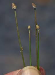 Image result for Eleocharis geniculata