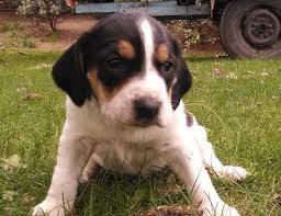Maybe you would like to learn more about one of these? Blue Tick Hound Puppy Petfinder