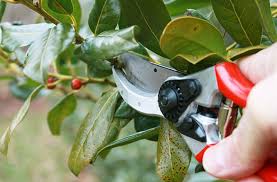 Maybe you would like to learn more about one of these? Why Should You Prune Pruning Basics And Easy Tips Joe Gardener
