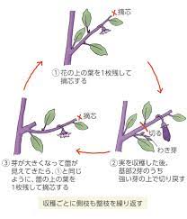 サカタのタネ 園芸通信