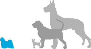 Energetic, lively and outgoing dogs, papillon dog breeds are often referred to as the butterfly dog, and known as among the oldest toy breeds. Lhasa Apso Puppies For Sale Adoptapet Com
