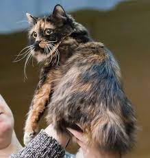 They are like human in many ways. Cymric Cat Wikipedia