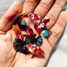 Go to a store and look for the long finned fish section. Best Quality Female Betta Fish In 2020 Betta Fish Types Betta Fish Betta
