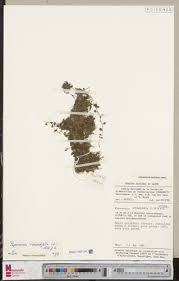 Image result for Peperomia fernandopoiana