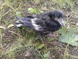 It is composed of four villages: Stancuta Si Cioara Attyhz