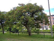 Image result for Erythrina sacleuxii