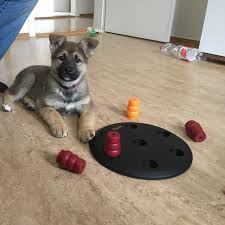 45 cm (stand jän.2021) aufenthaltsort: Akira Akita Schaferhund Mischling Posts Facebook