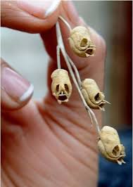 Snapdragon Flower Dried Look Like Skulls Seed Pods Unusual Plants Unusual Flowers