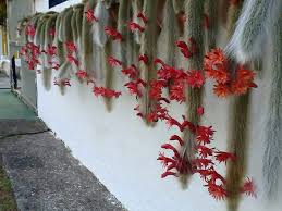 This unique looking plant will most definitely give. Monkey Tail Cactus Silver Plant Succulents In Containers Cactus