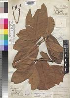 Image result for Tabernaemontana crassa