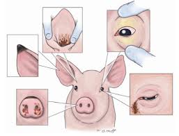 Identification Of The Sick Or Compromised Pig Pork Information Gateway