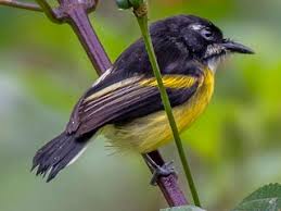 Image result for Poecilostachys