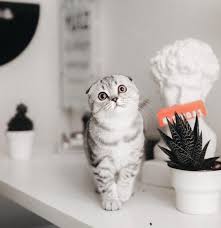 Hakan Kutahya On Instagram Hayranlarina Gelsin Deli Hera Scottishfold Cat Home Kitchen In 2020 Cats Animals