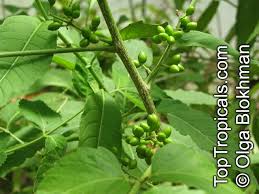 Image result for Brucea