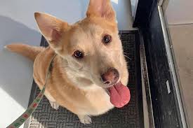 Black & white parti mother, red sire, american ke. Las Vegas Pup Featured On We Rate Dogs Adopted After 1 176 Days In Shelter Daily Paws