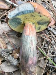 Image result for Boletus projectelloides
