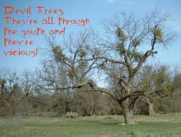 Add them now to this category in mesquite, tx or browse best pest control for more cities. All About Mesquite Or Devil Trees Dengarden