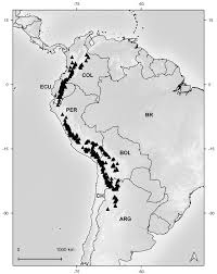 Alarcon zamora tomas participa actualmente en esta empresa como mienbro comunal ayr. Taxonomic Revision Of The Andean Genus Xenophyllum Compositae Senecioneae
