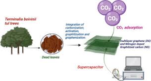 Image result for Terminalia boivinii