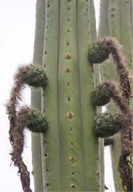 The society meets monthly for programs and organizes seminars and field trips. A New Taxonomic Treatment Of The Genus Trichocereus Cactaceae In Chile